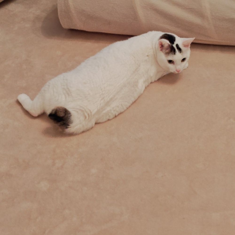 しぽのしっぽ