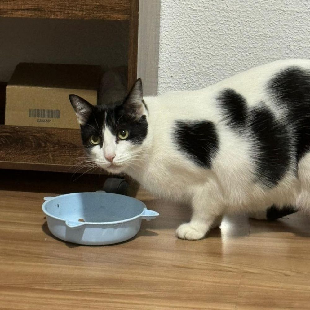 gato popoca