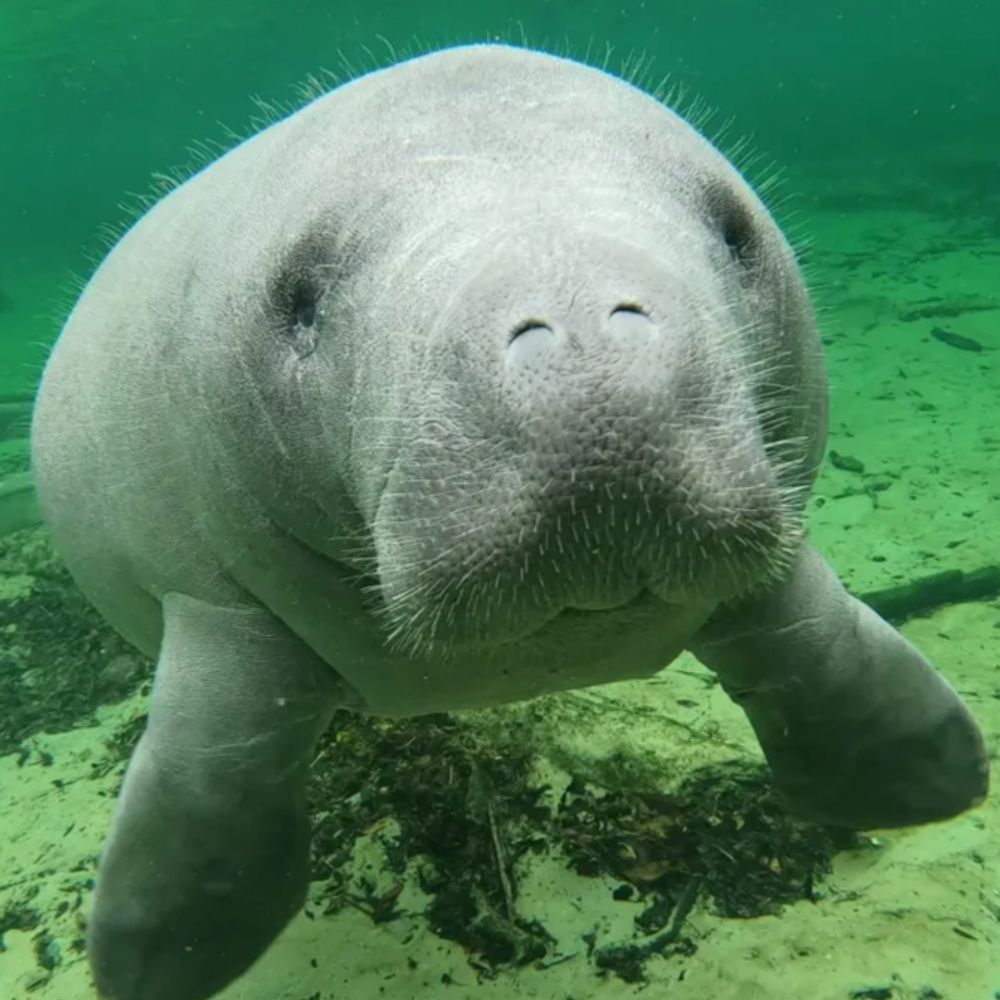 Omnivorous Manatee🥙