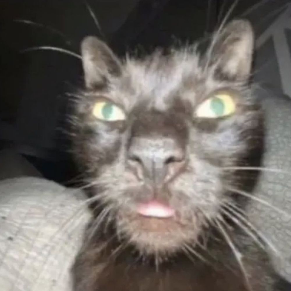 Kitty 