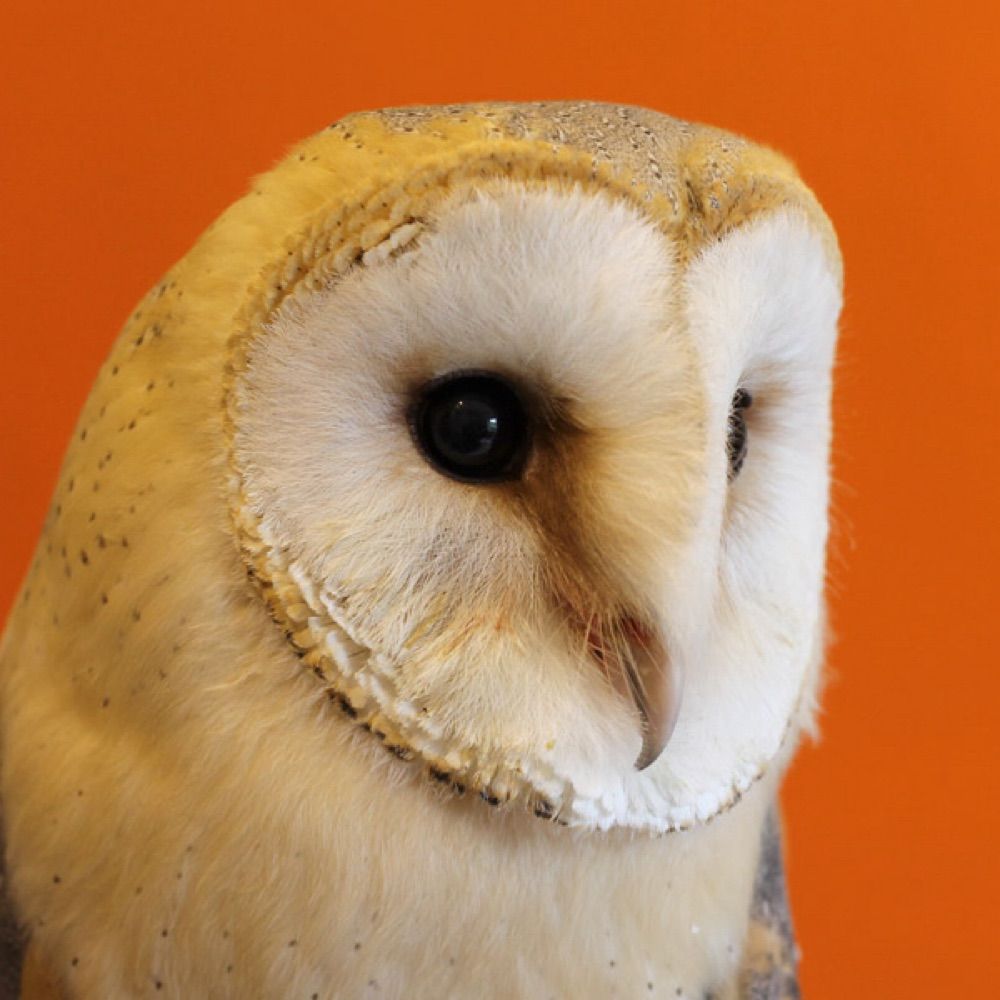 ふくろう🦉