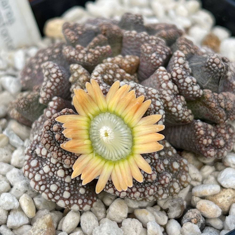 mito