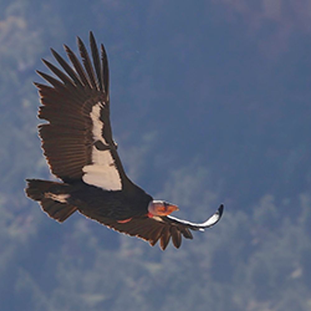 Jaladina