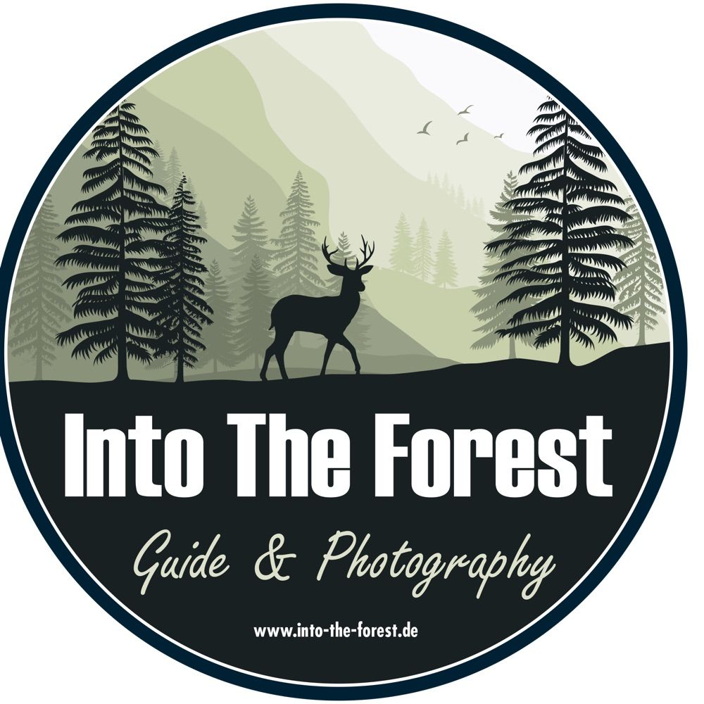 Profile picture into-the-forest.bsky.social