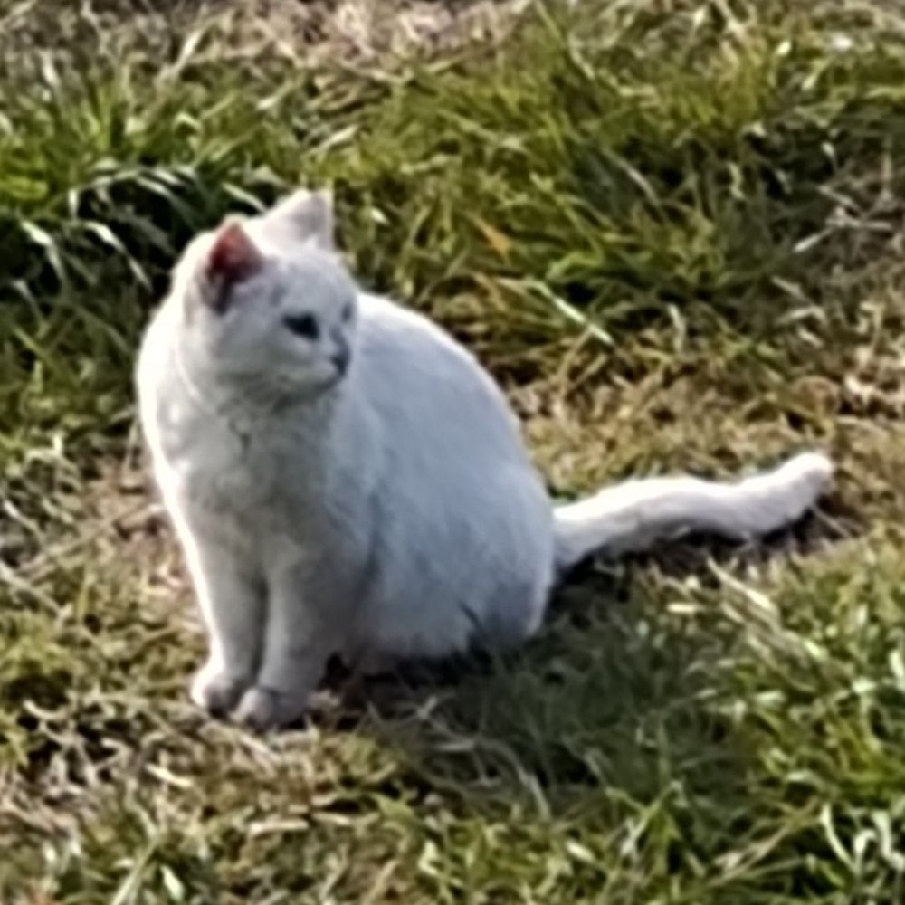 ゆえ