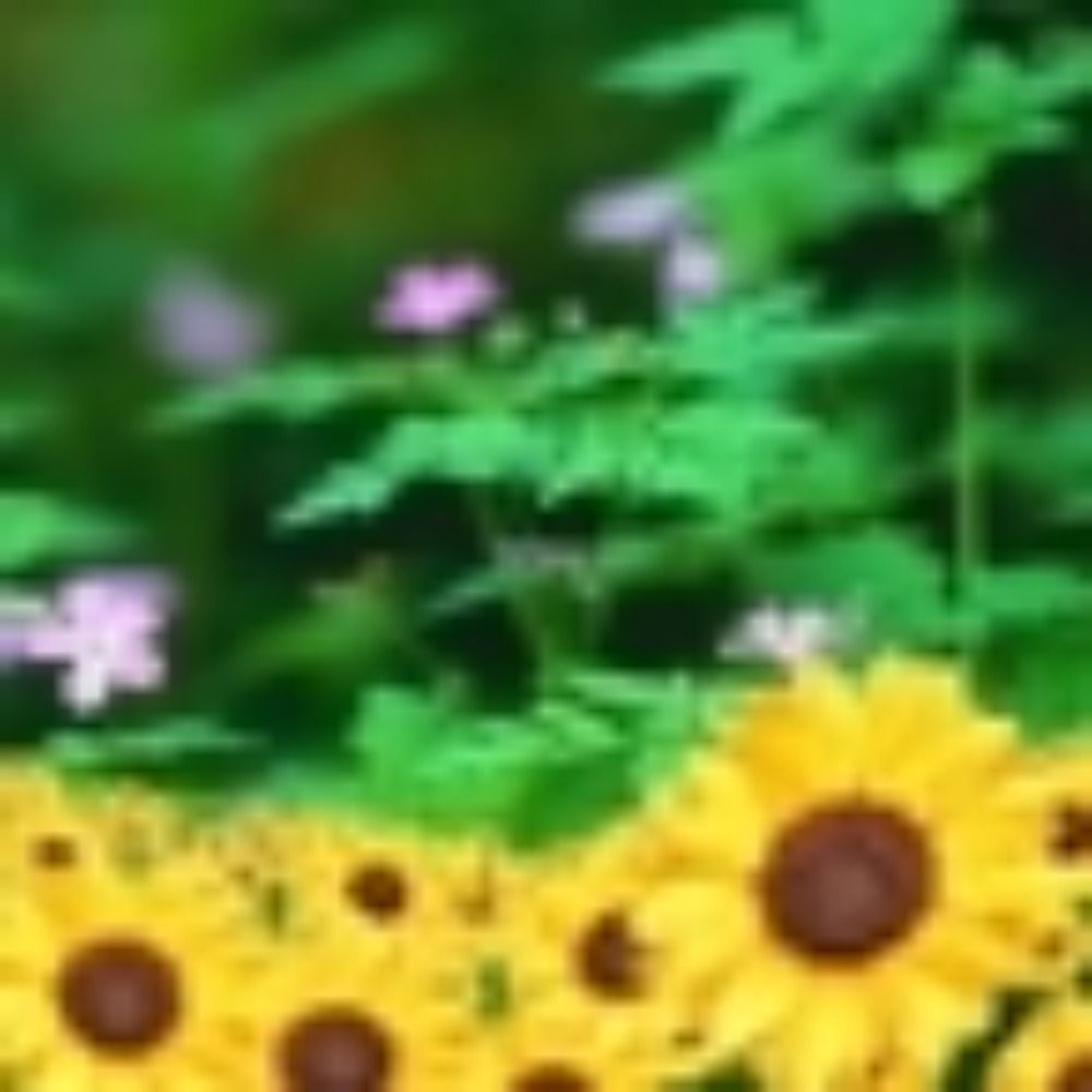 咲耶