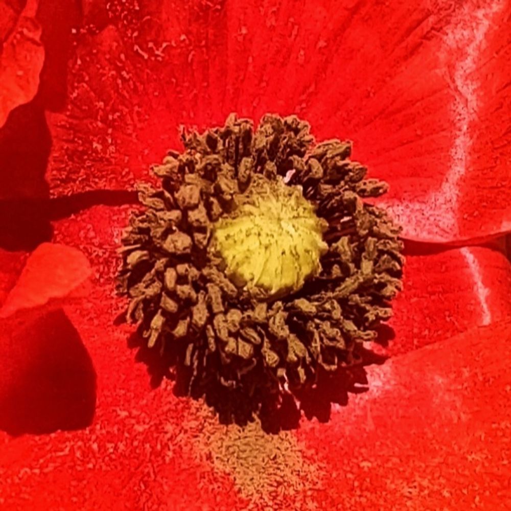 Alcanduerca 