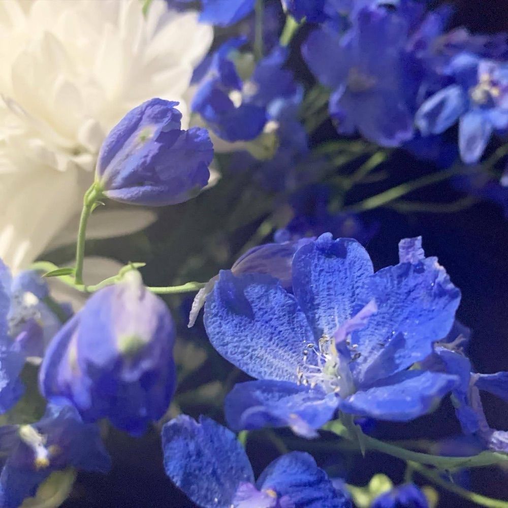 朔