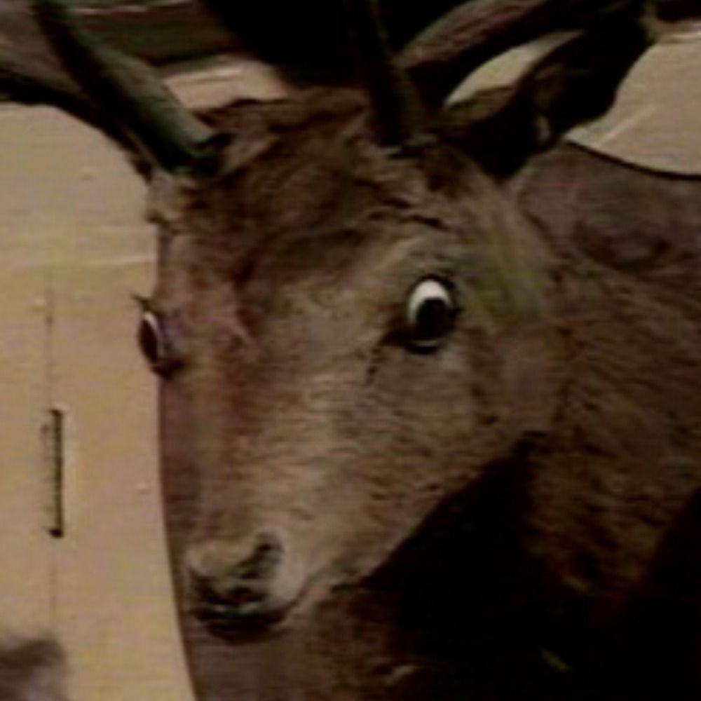 Doctor_Deer