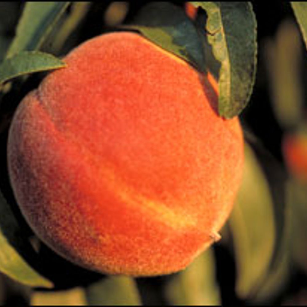 Ann / Peach