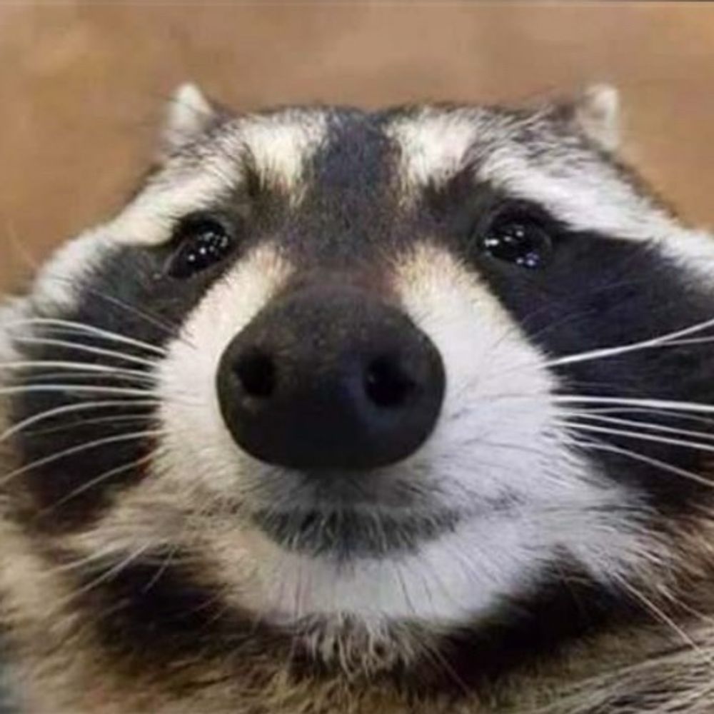 Raccoon