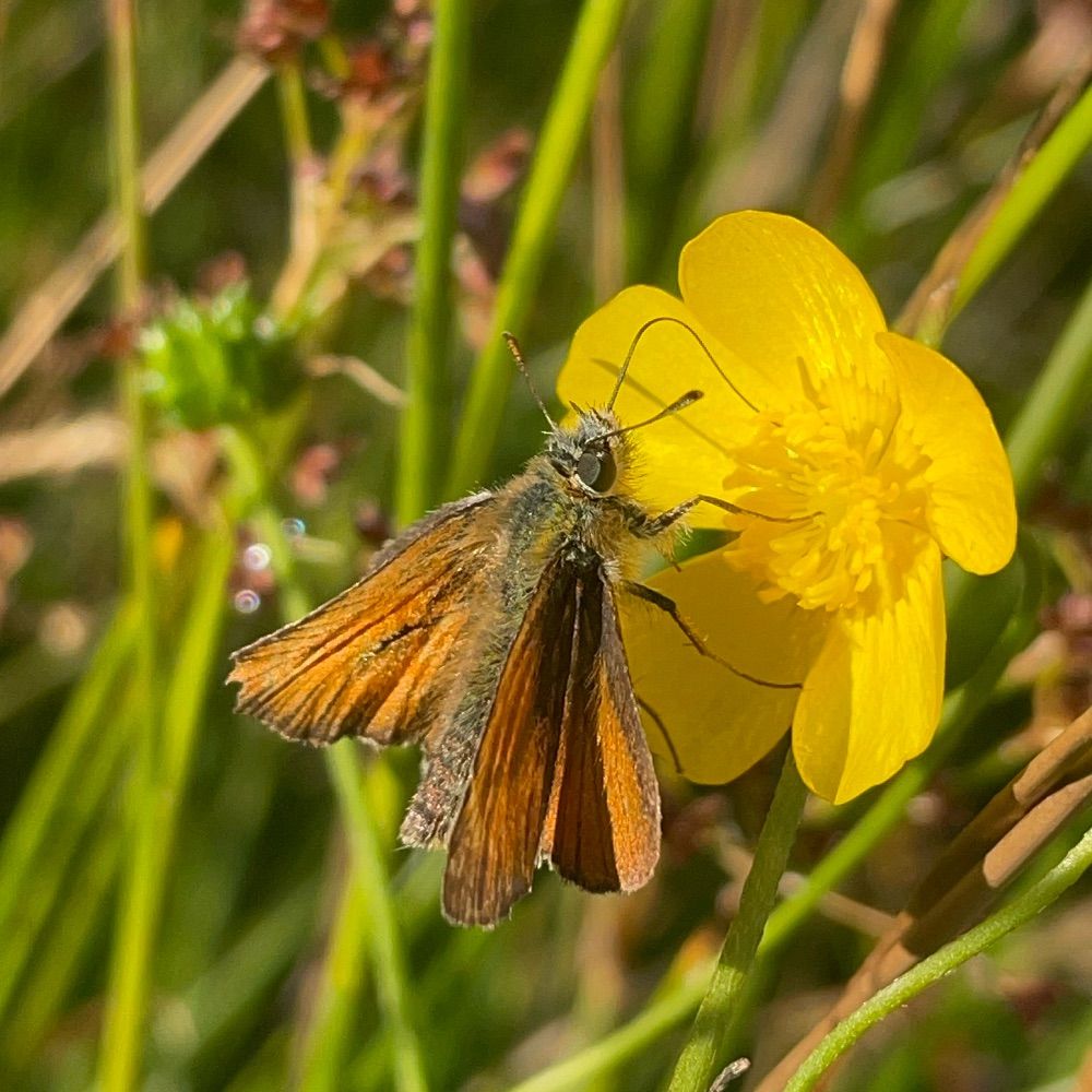 Butterfly Conservation Devon