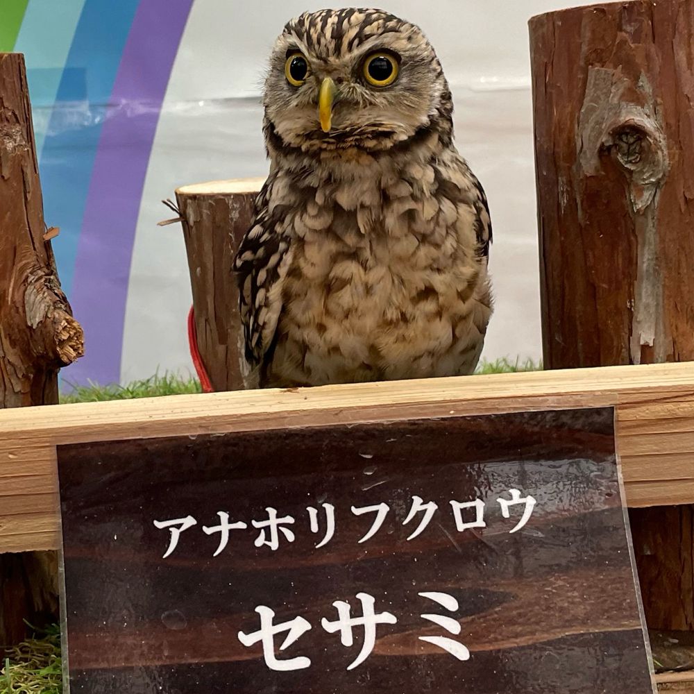 チャーハン池田