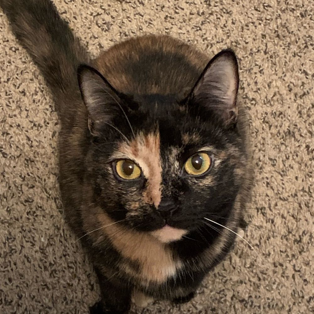 maquismaq.bsky.social