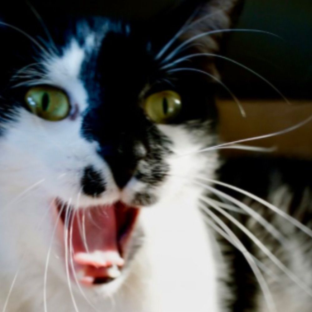 Bernardo Kastrup’s Cat 