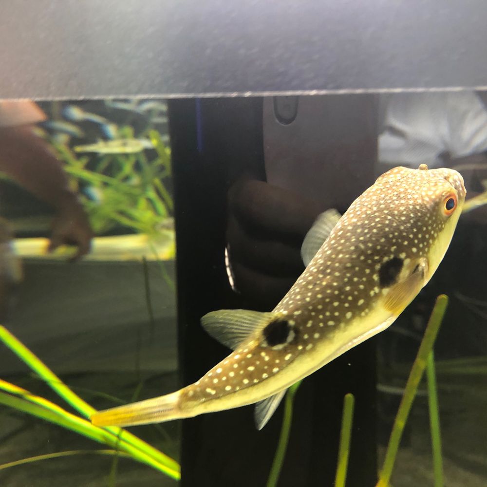 とべるふぐ