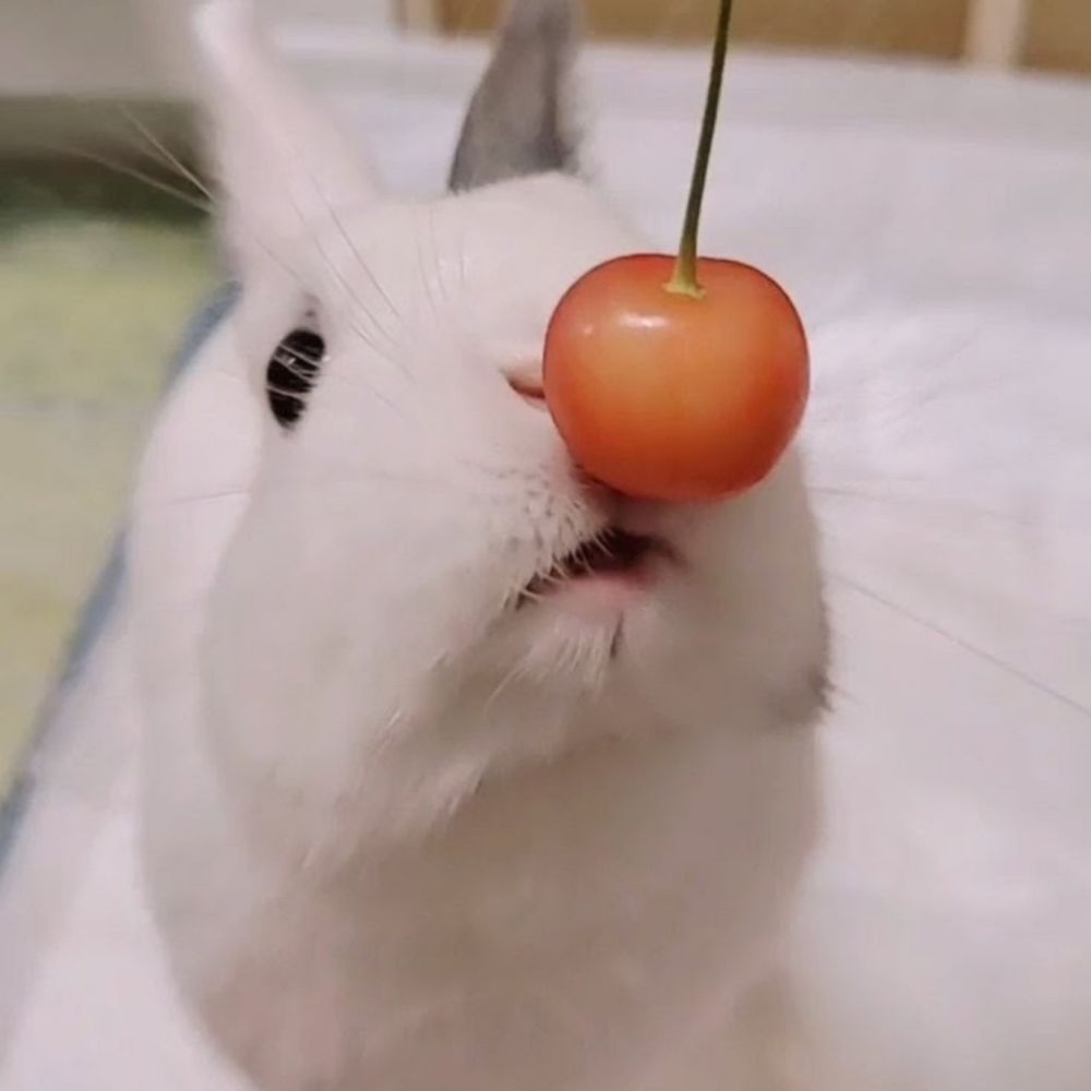 うさうさ🍒