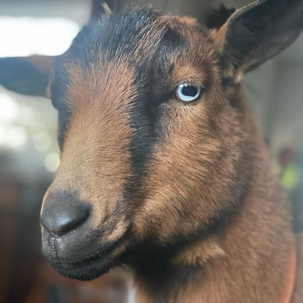 Boots the Goat