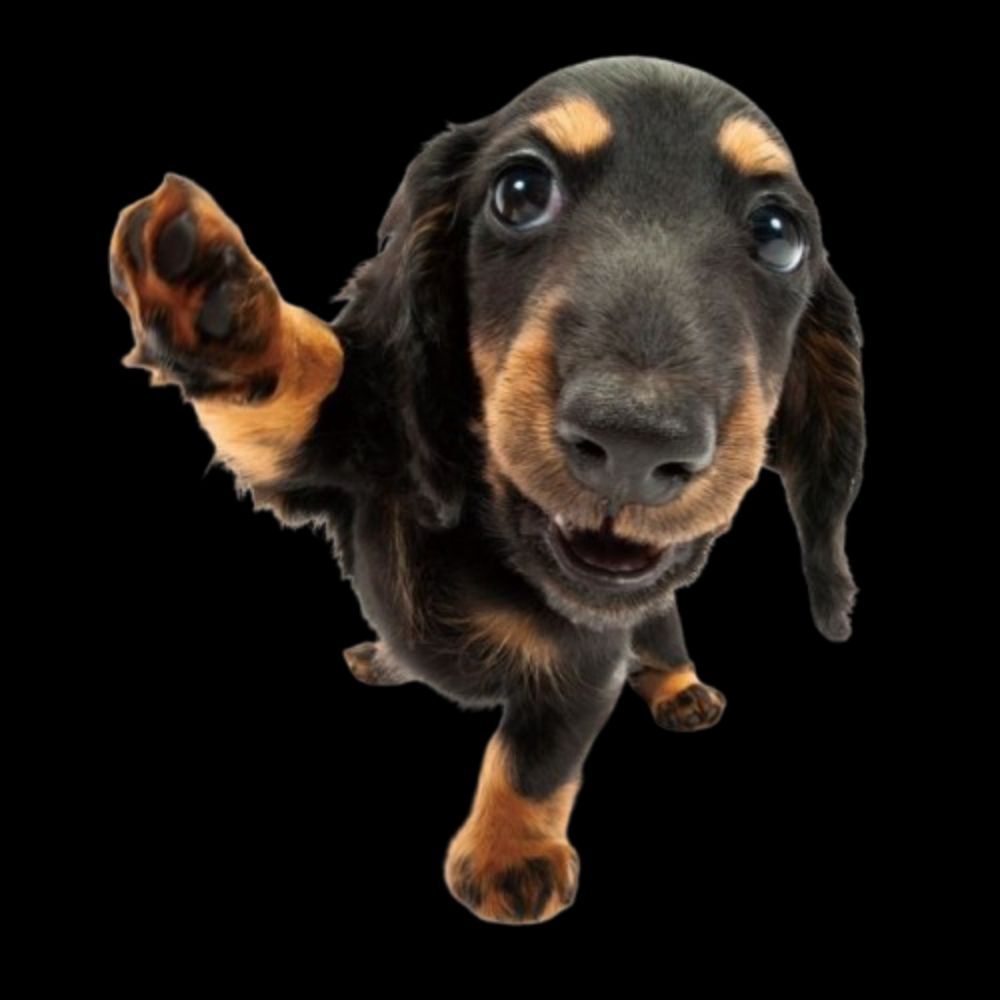 Mrdoxie