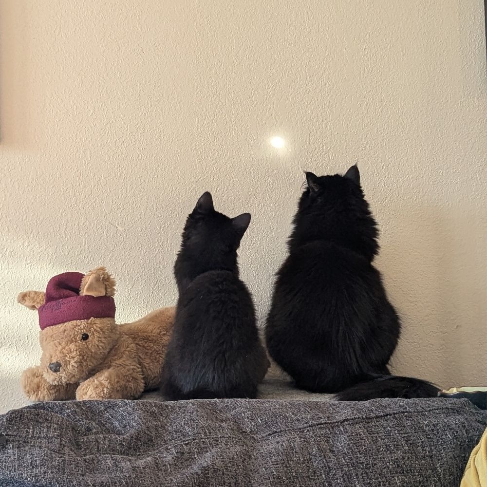 OnlyCats🇨🇦
