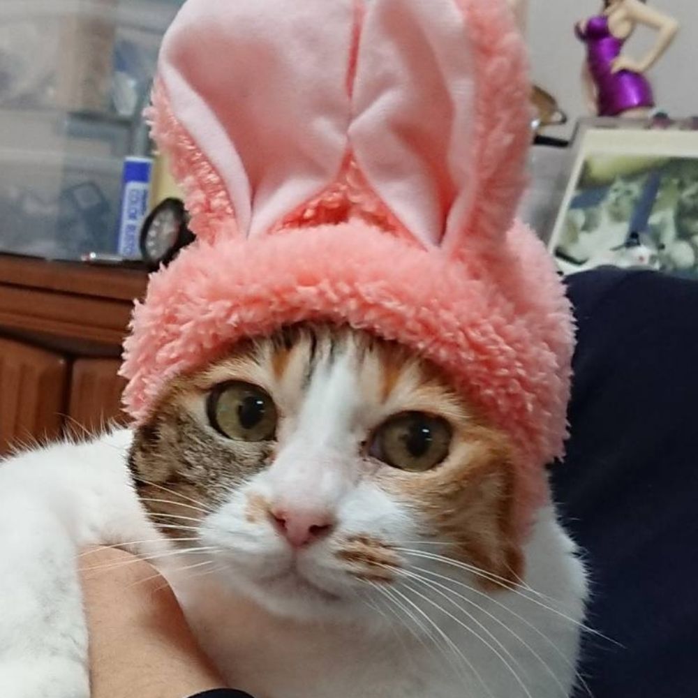 ちゃとむら