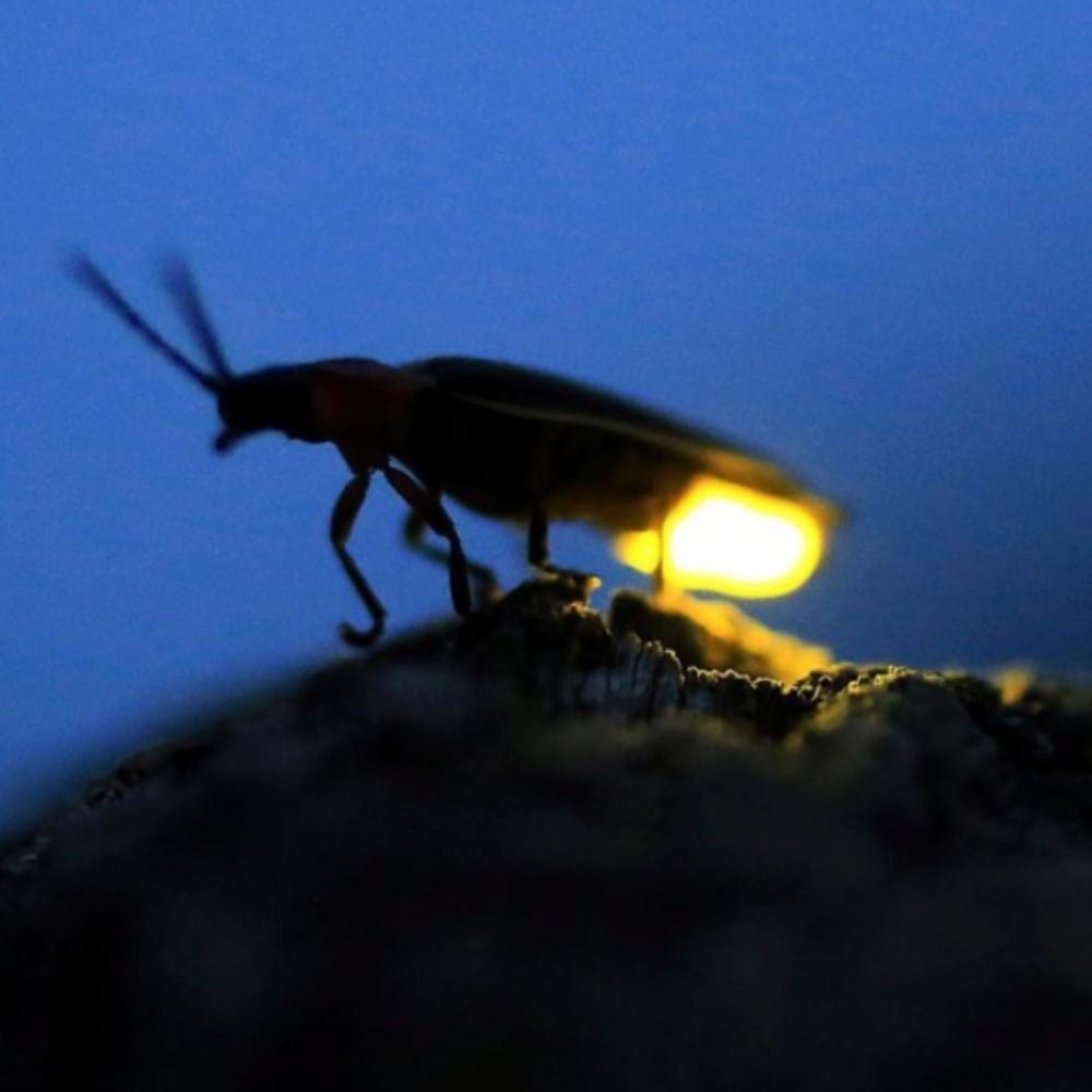 The Firefly Lab