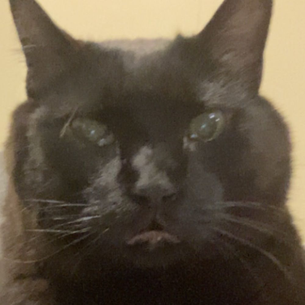 FknFeministCatLady