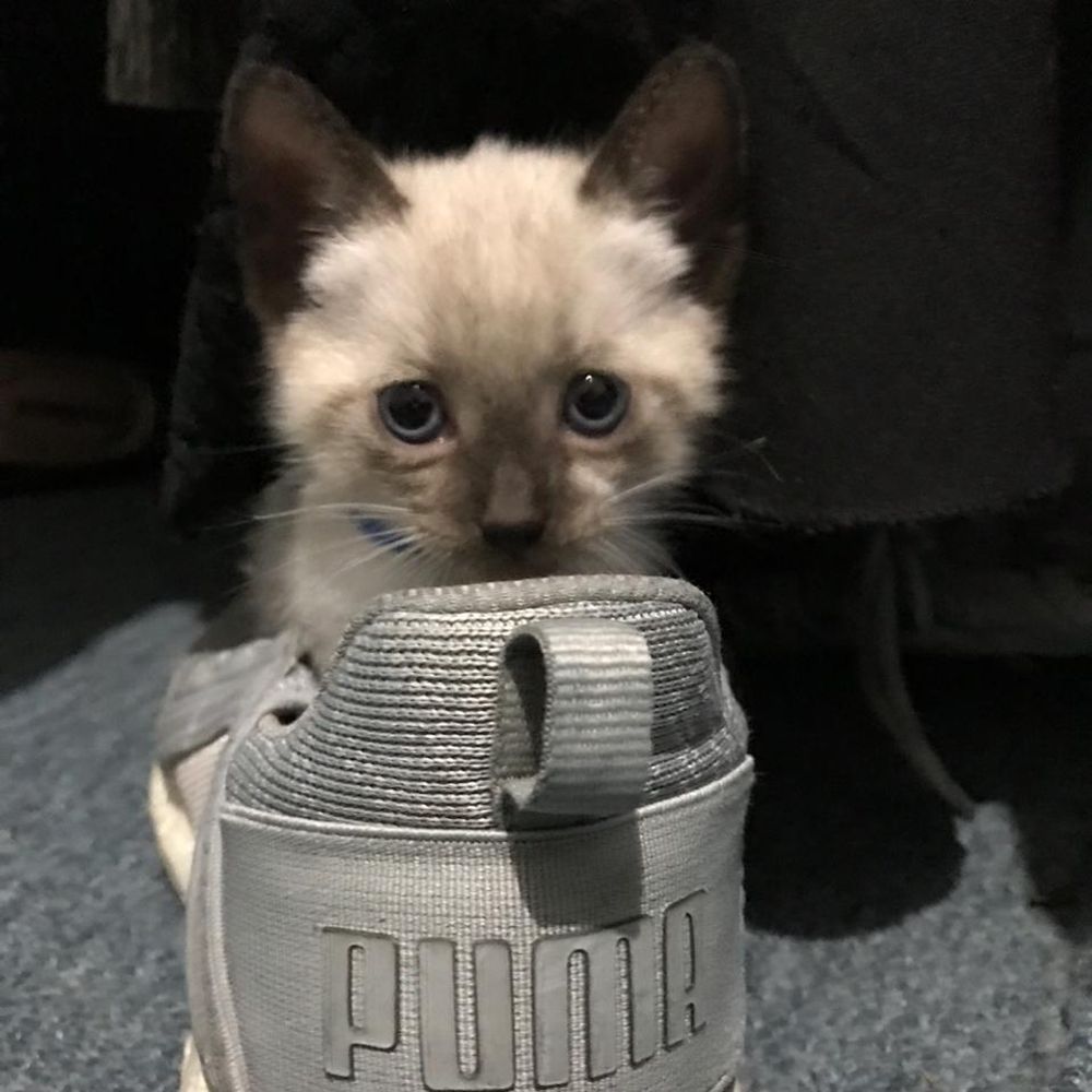 michel