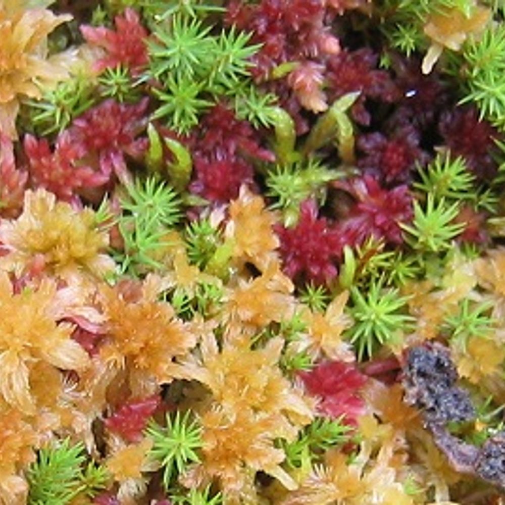55th Parallel Peatland Ecosystem Research Group