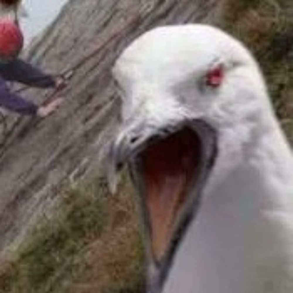 얀새