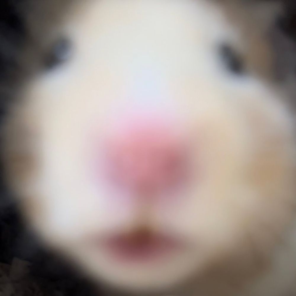쥐갈공명
