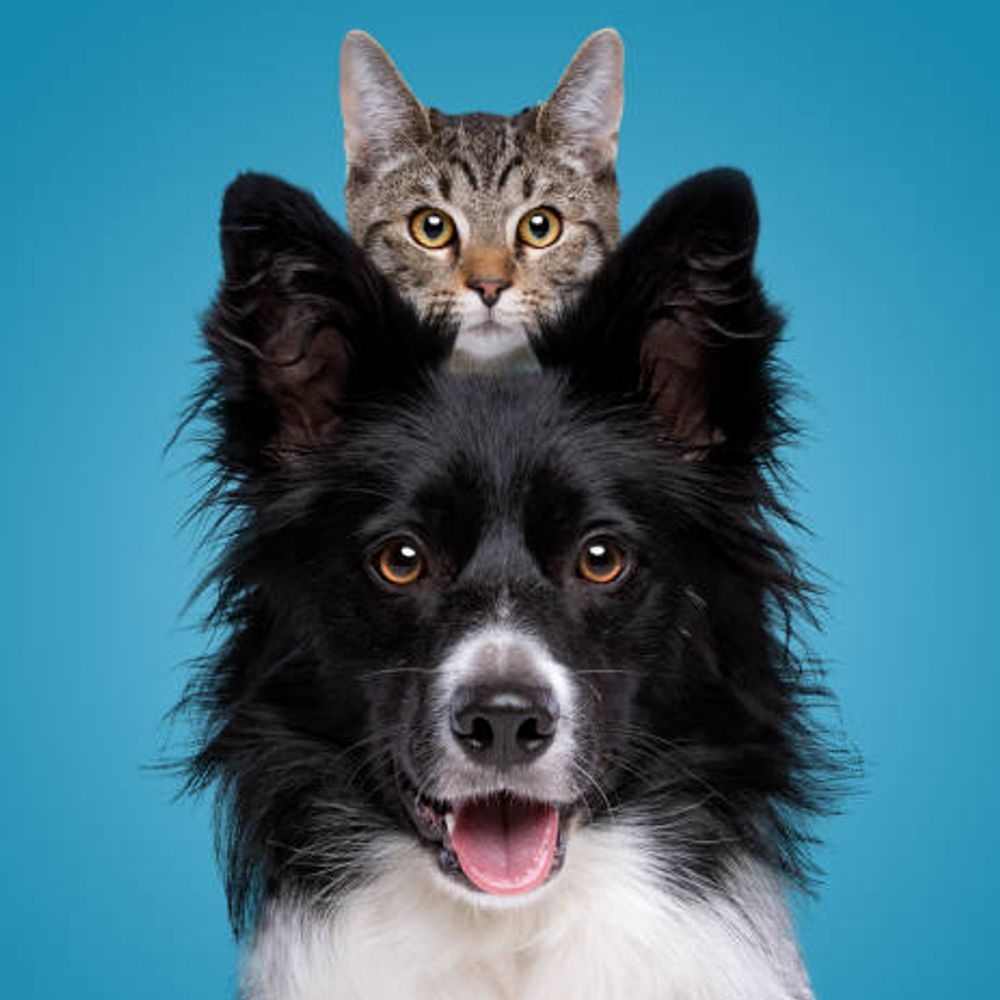 Woofs & Meows 🐕🐈