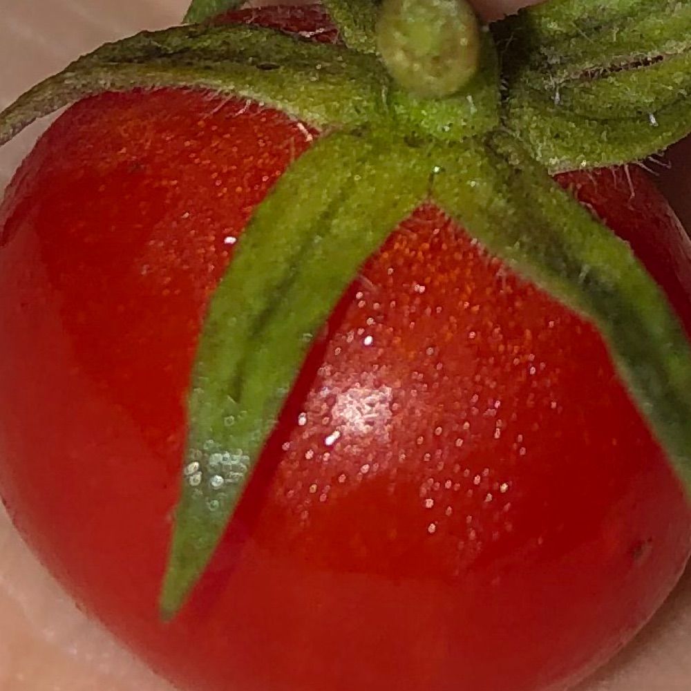 tomatudo