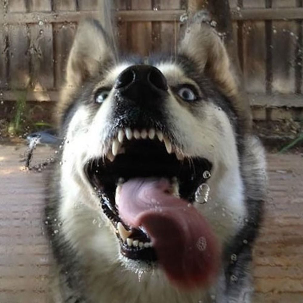 Doggo Doggerson