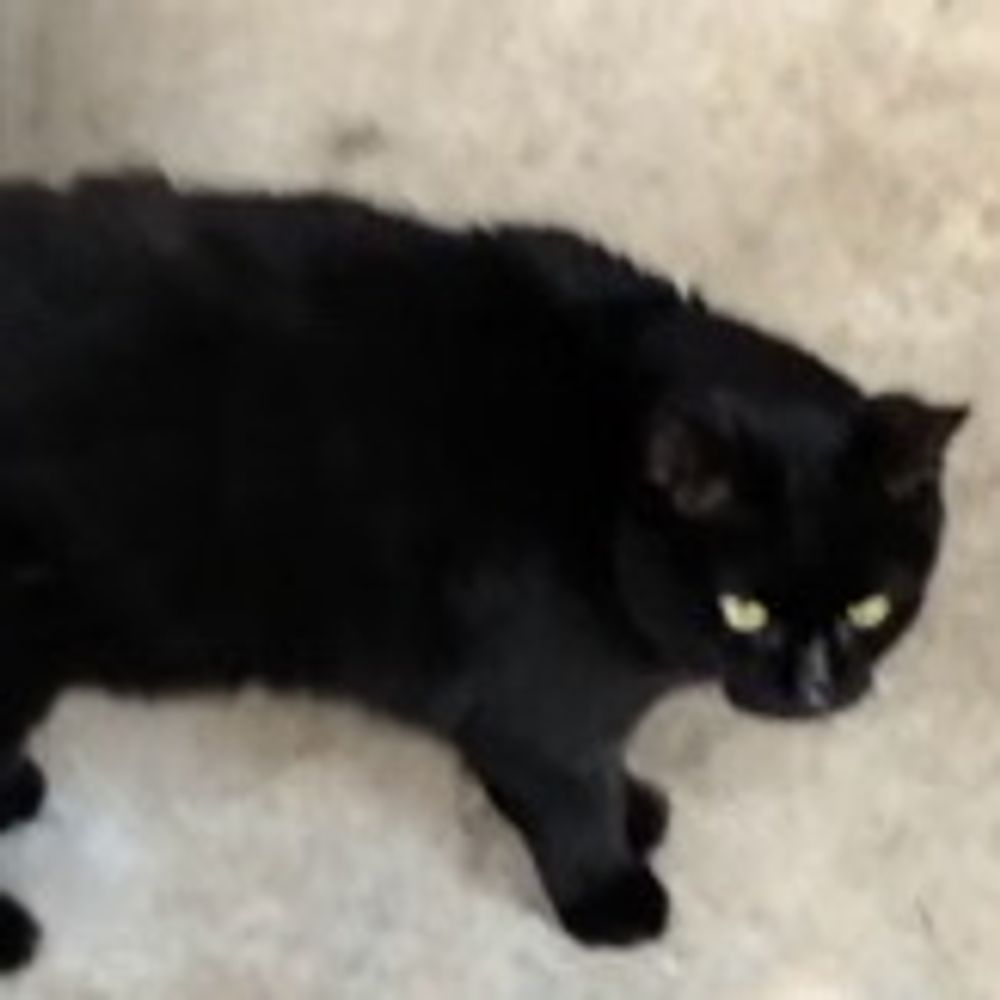 猫田にゃん蔵