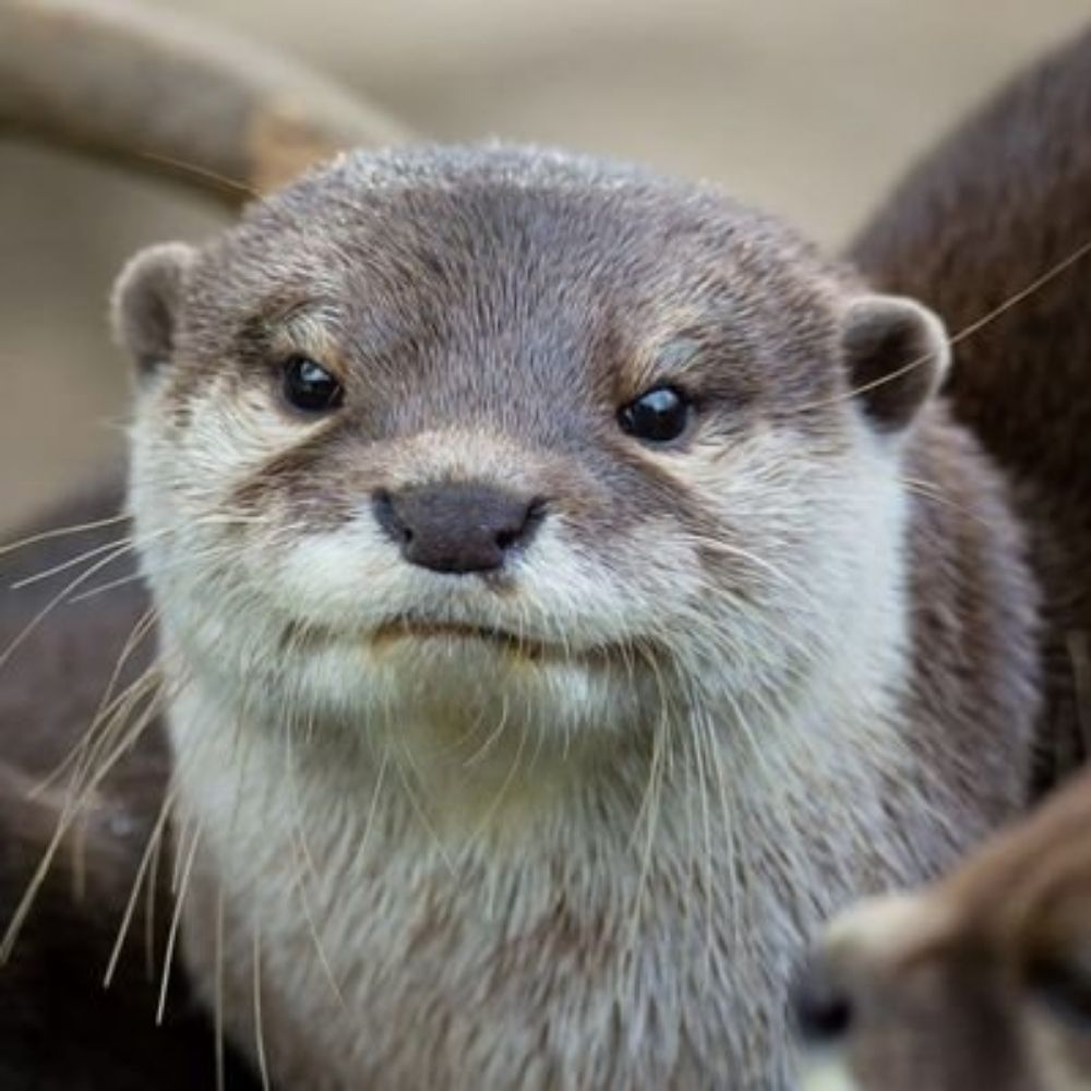 An otter called Seb