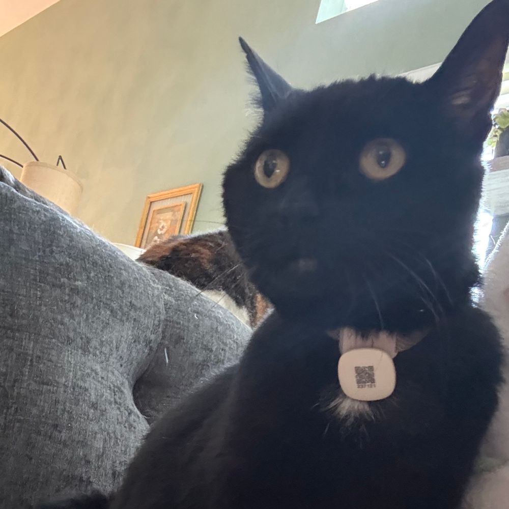 Cat Mháthair