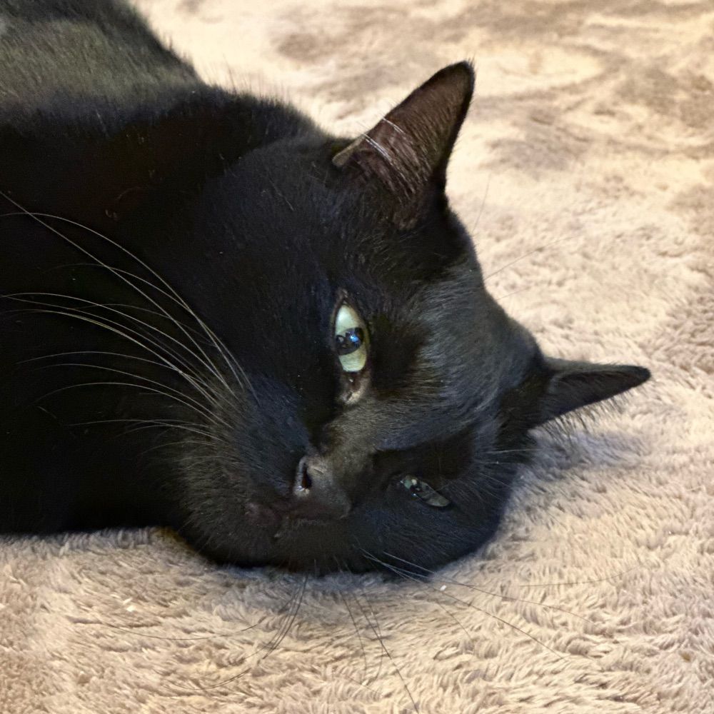 JX🙀