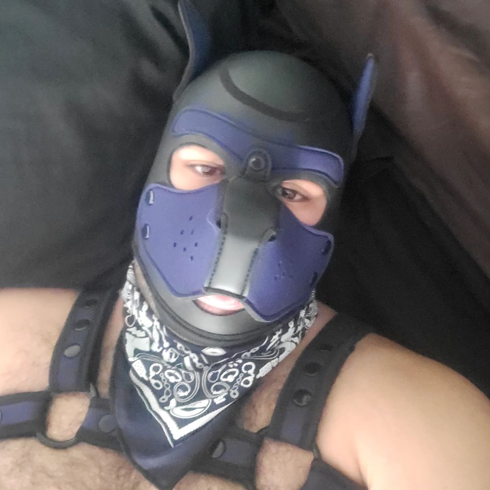 Pup Bash