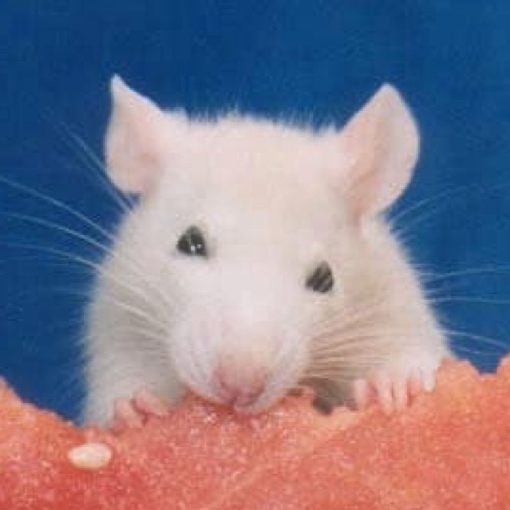Rattie Datura