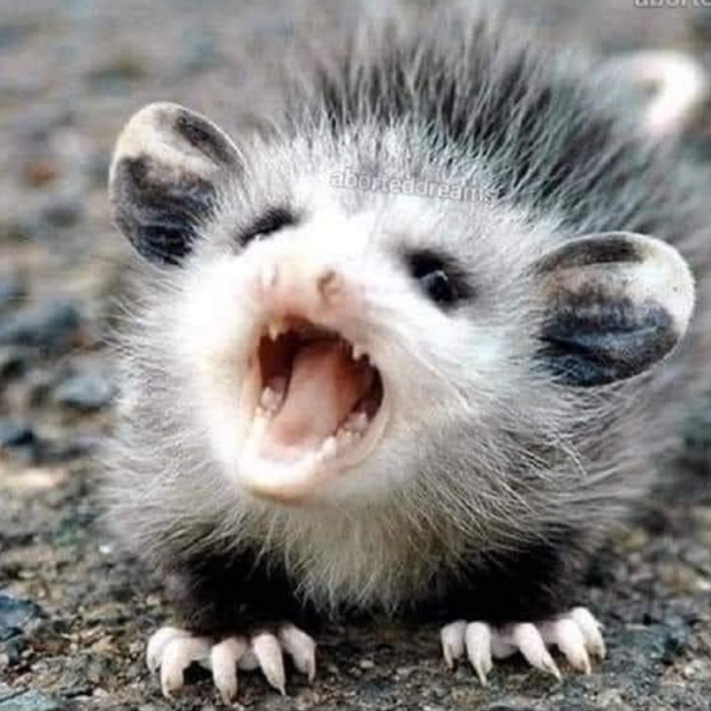 silly little guy 
