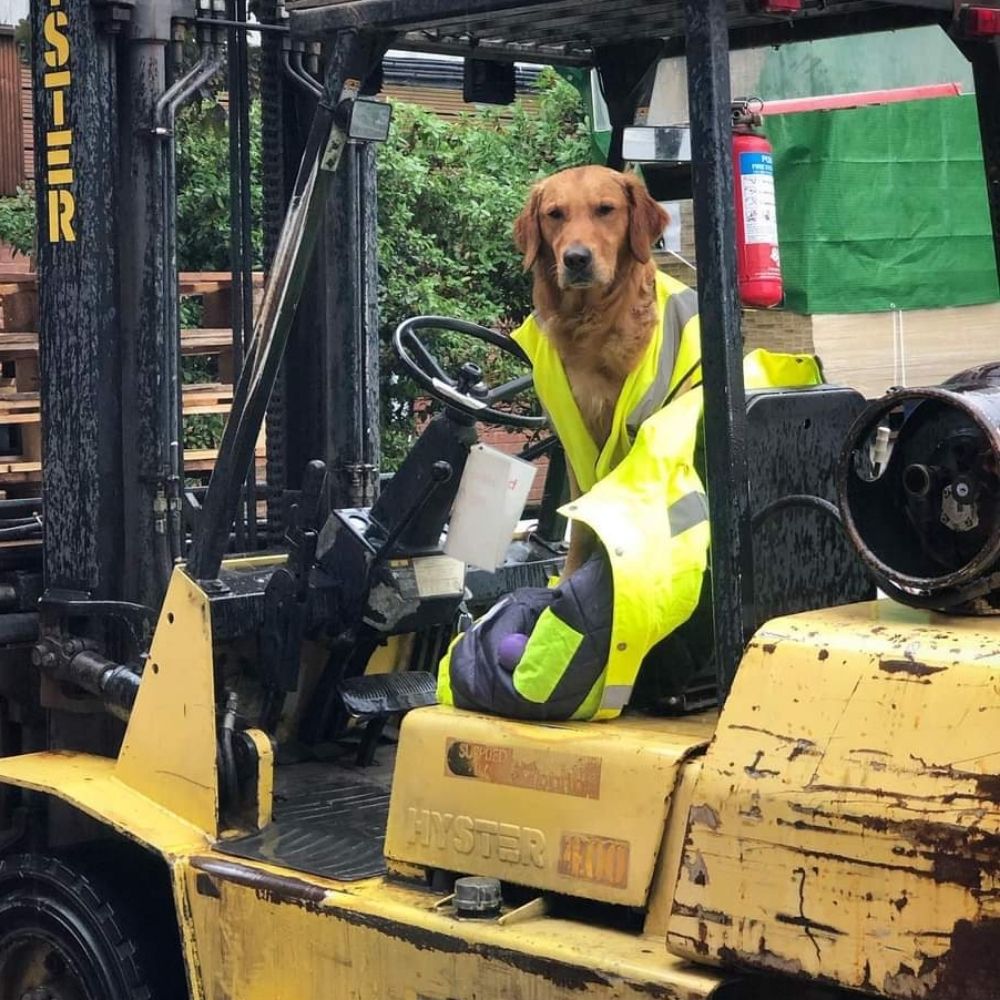 Forklift Certified Golden Retriever