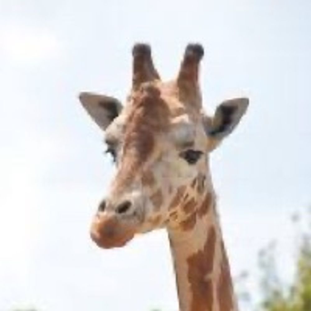 粉田🦒