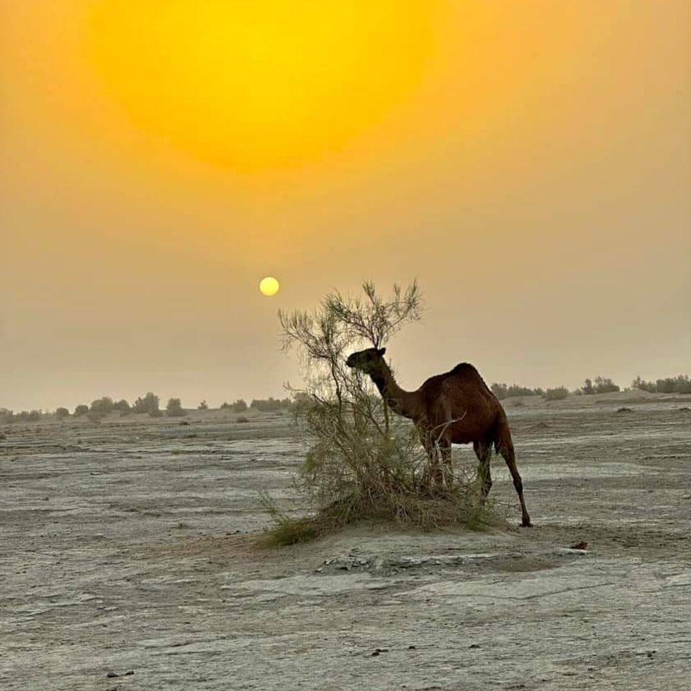 Haris Baloch
