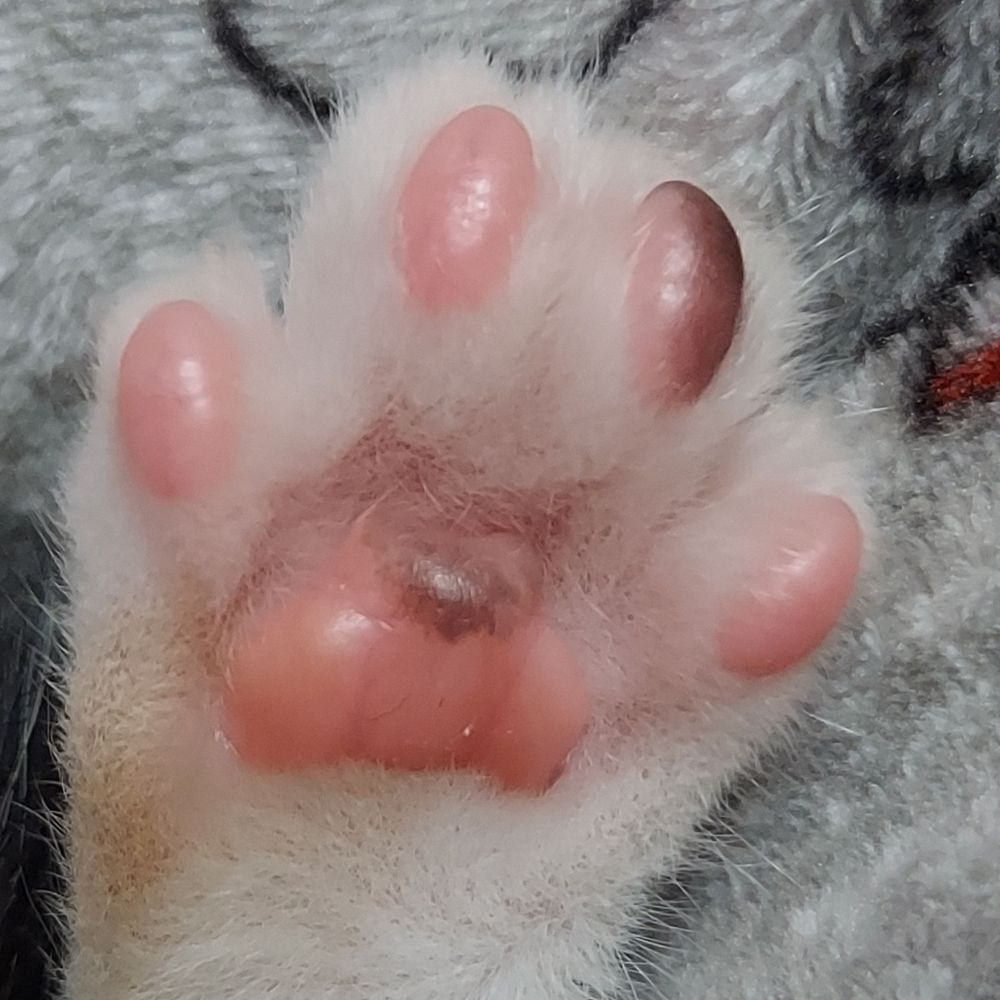 るわの