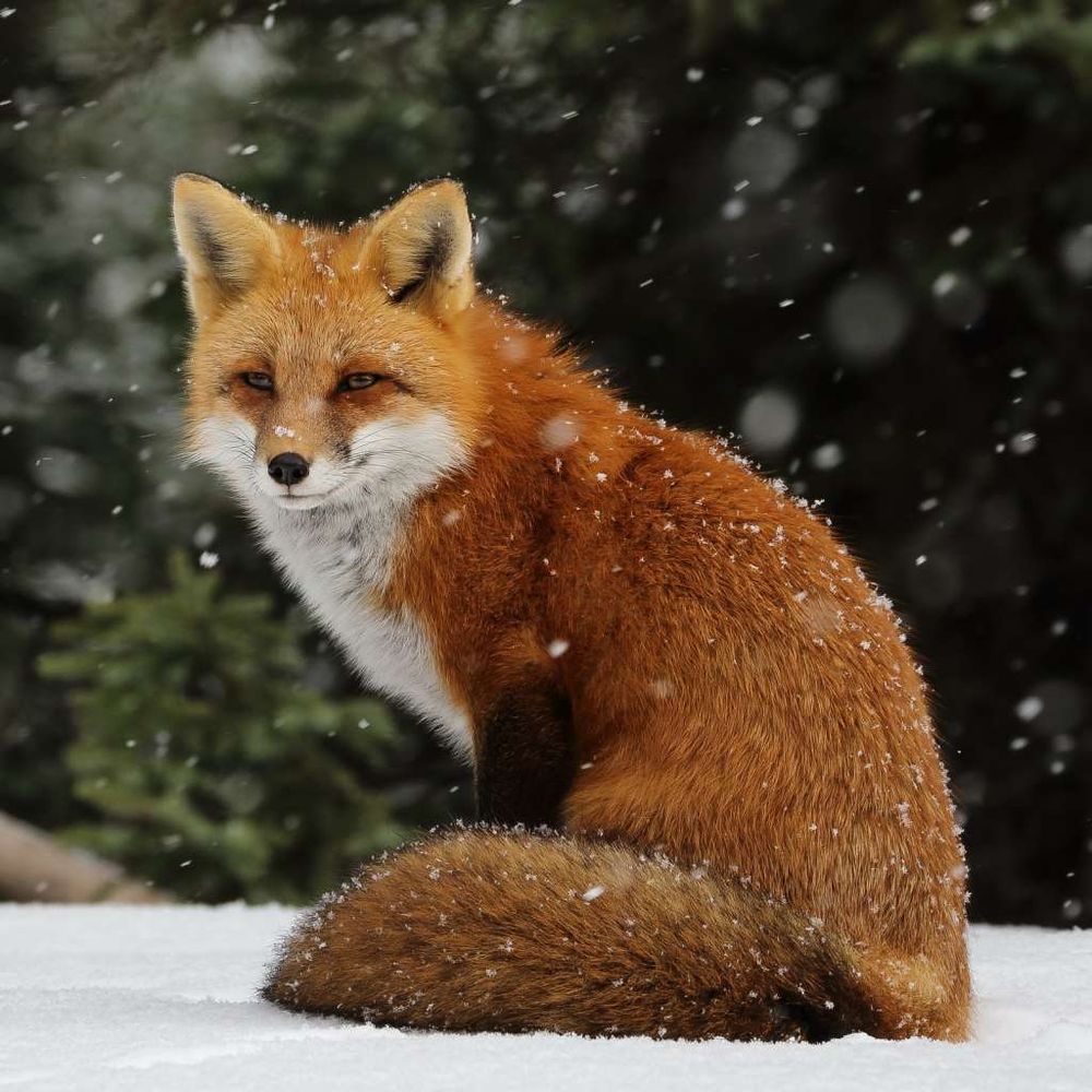 Devastated Furry Inc