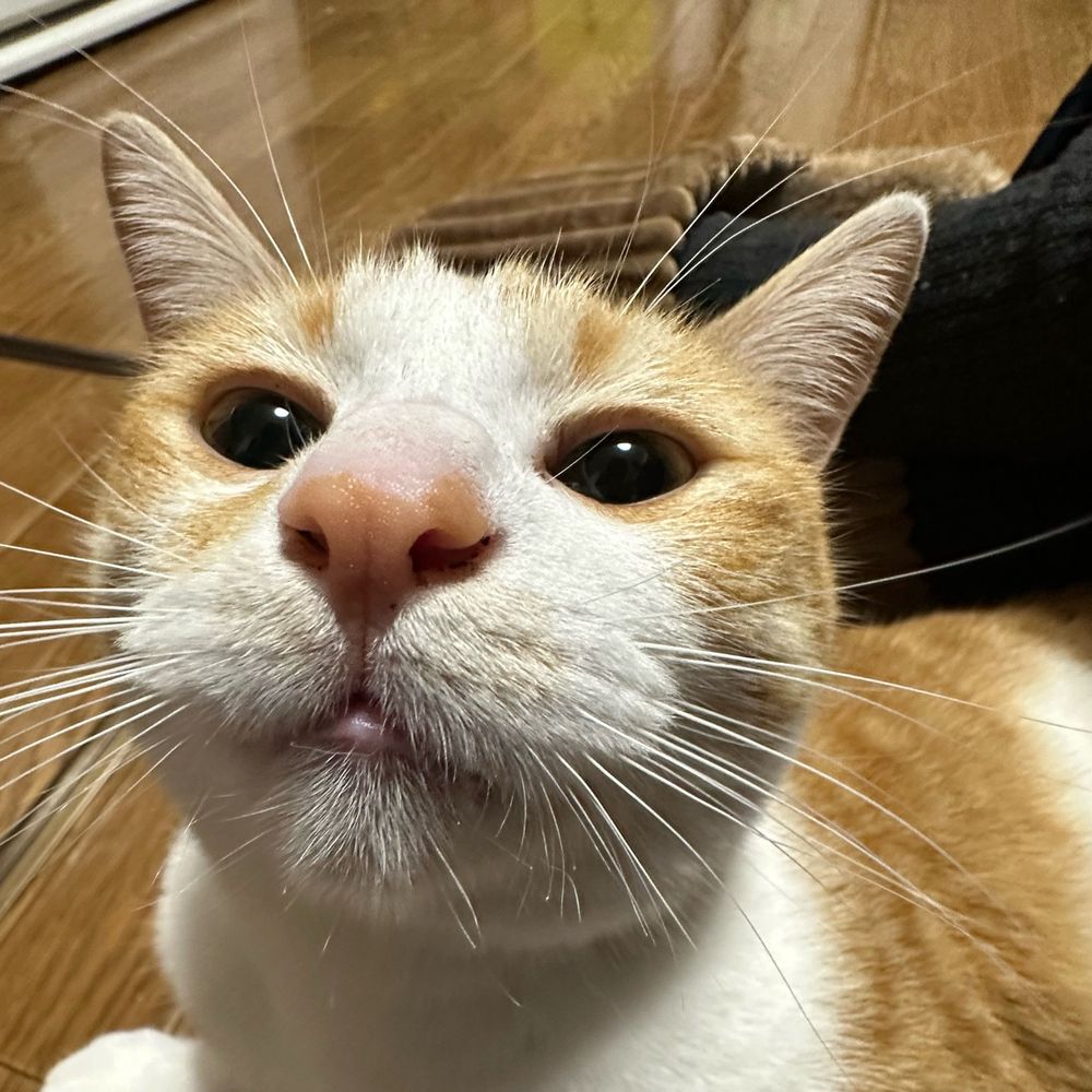 もちむぎ