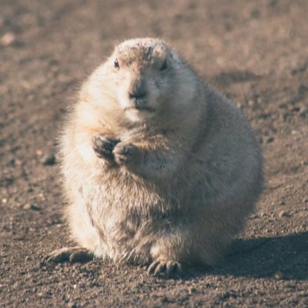 肥モン