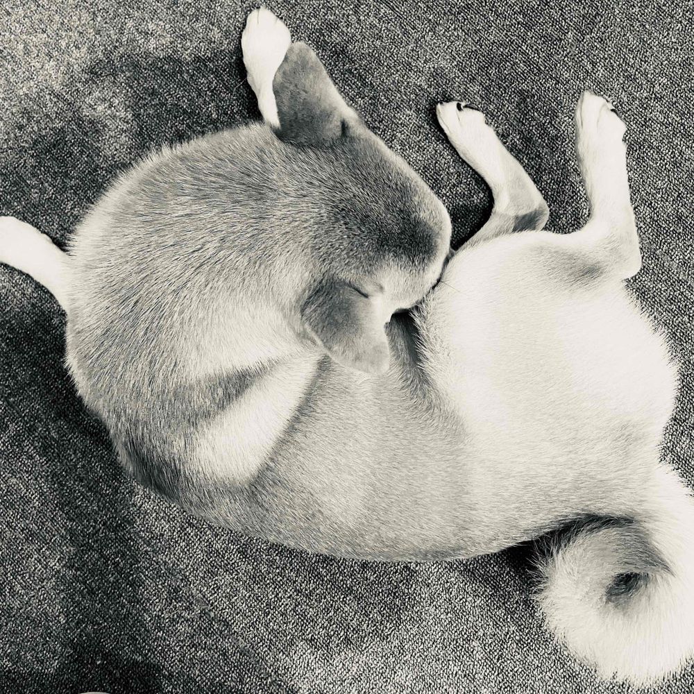 犬空