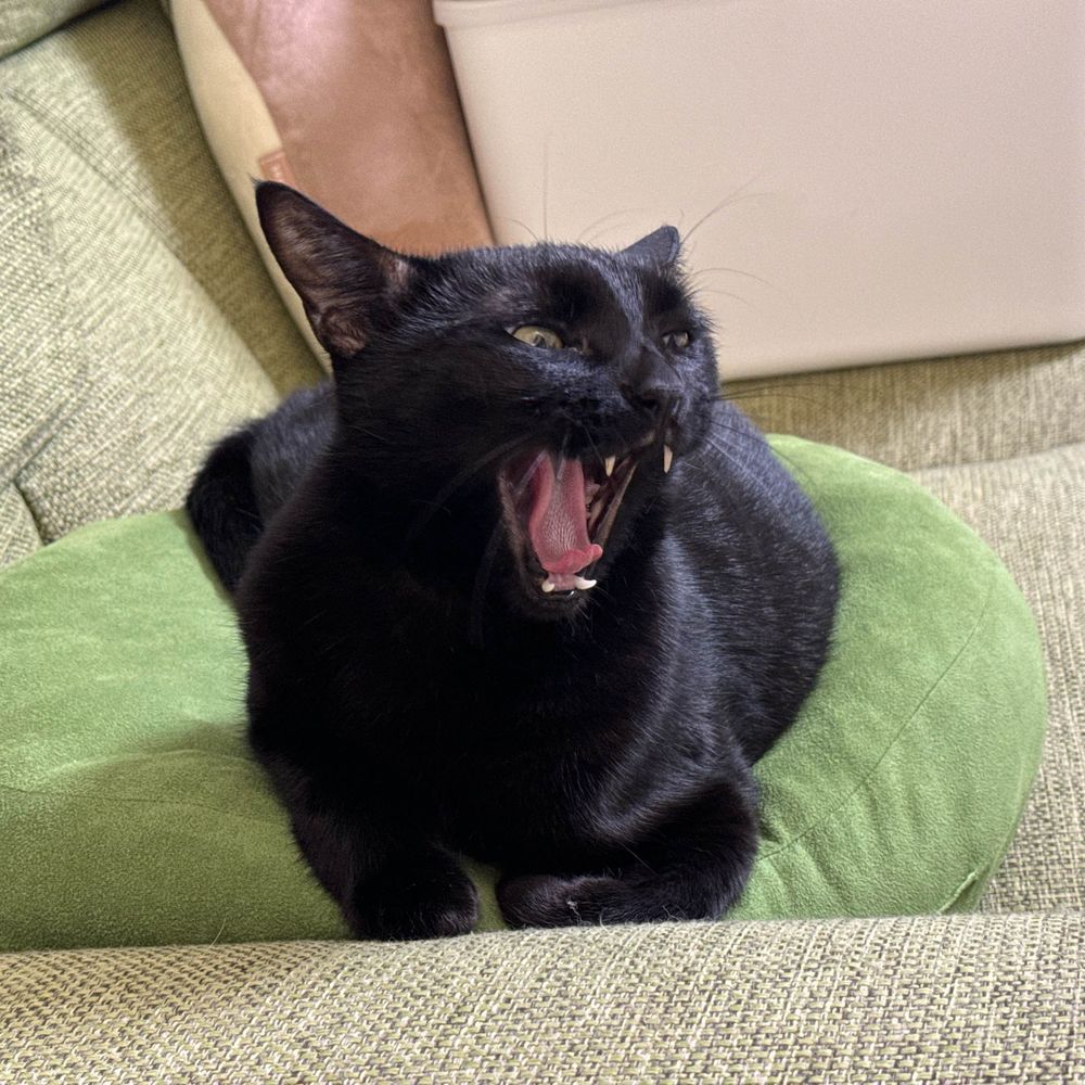 くろねこさん